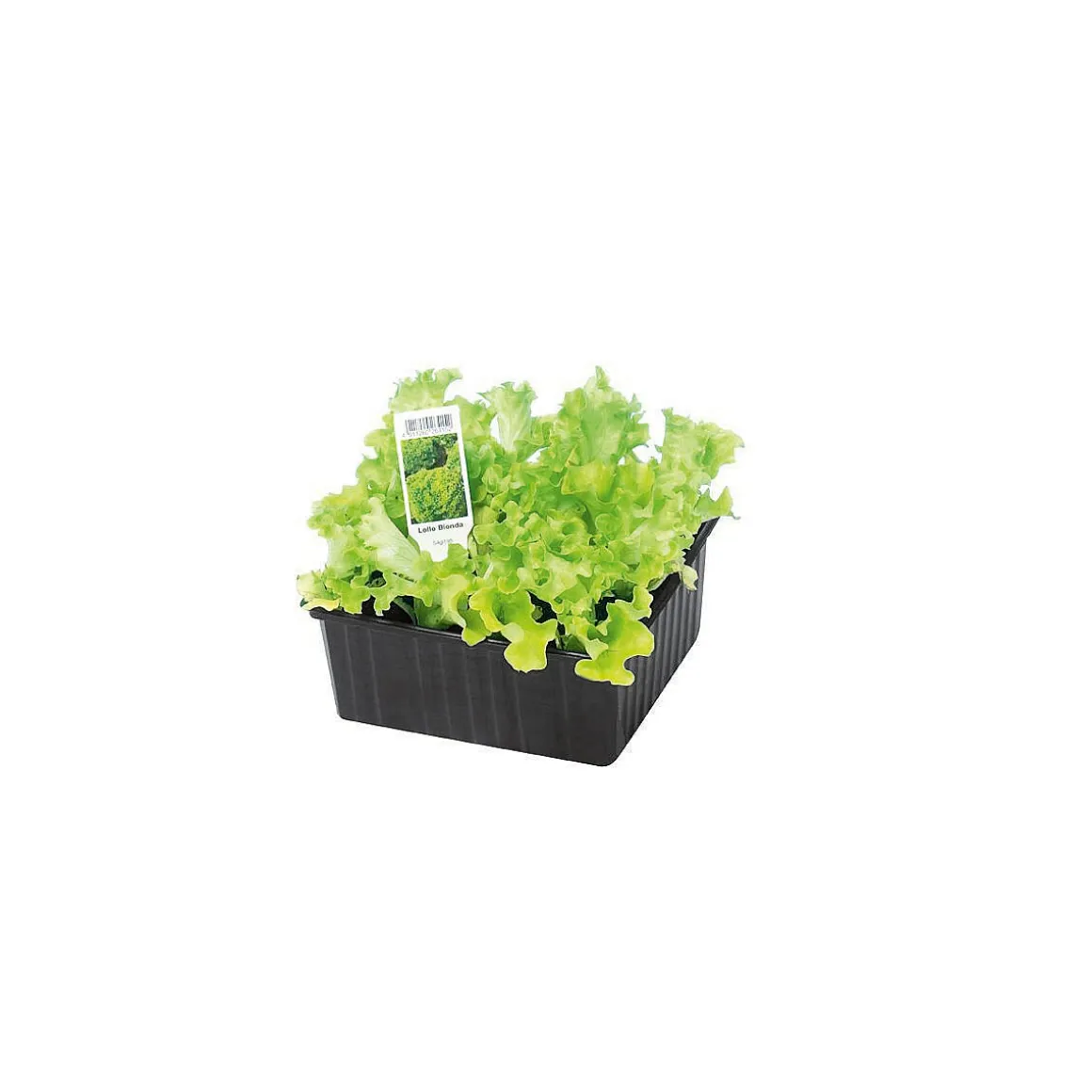 PlantiflorSalatjungpflanze Lollo Bionda 6er-Pack