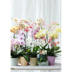 PlantiflorSchmetterlings-Orchidee 3-Trieber Topf Durchmesser 12 cm