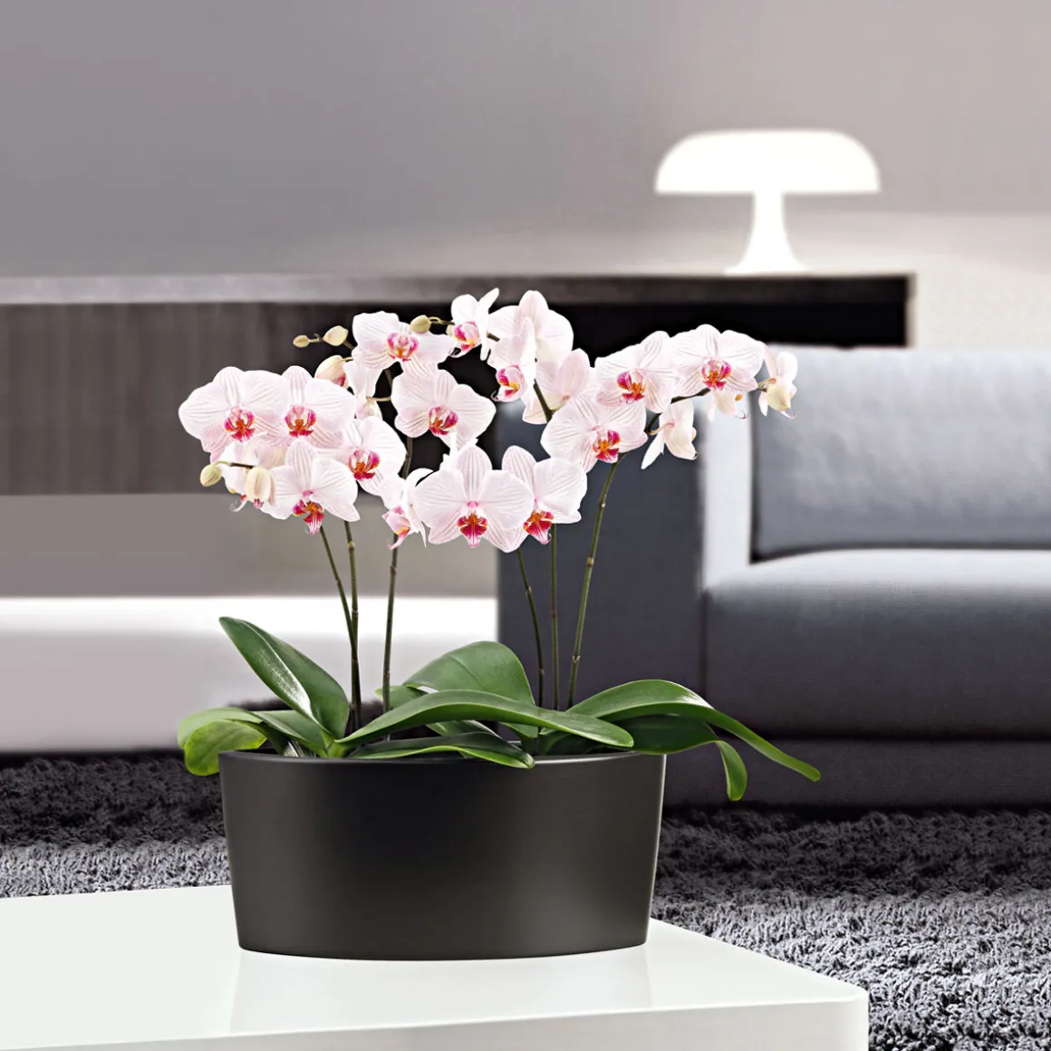 PlantiflorSchmetterlingsorchidee Topf- Durchmesser 9 cm