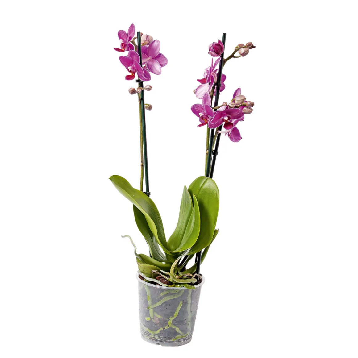 PlantiflorSchmetterlingsorchidee Topf- Durchmesser 9 cm