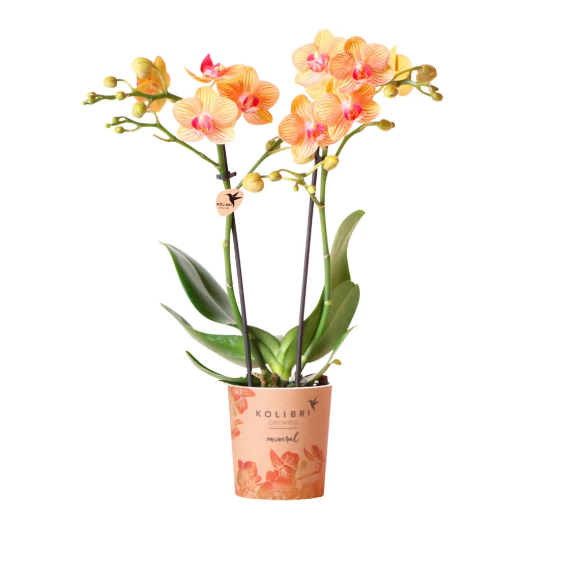 PlantiflorSchmetterlingsorchidee Topf- Durchmesser 9 cm