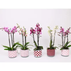 PlantiflorSchmetterlingsorchidee 3-Triebe Topf- Durchmesser 12 cm