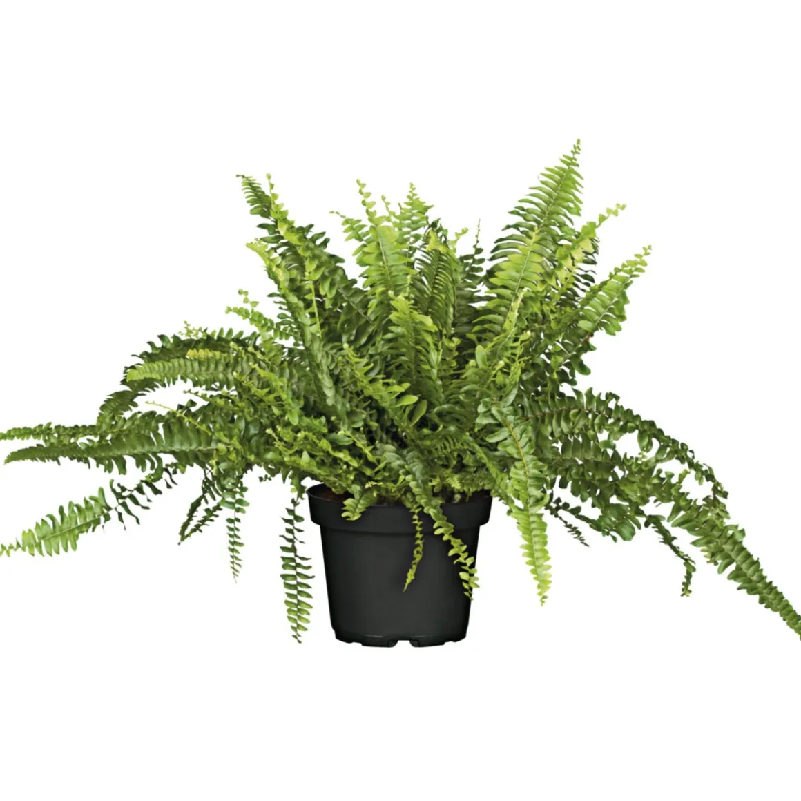PlantiflorSchwertfarn 35-40 cm T12/13