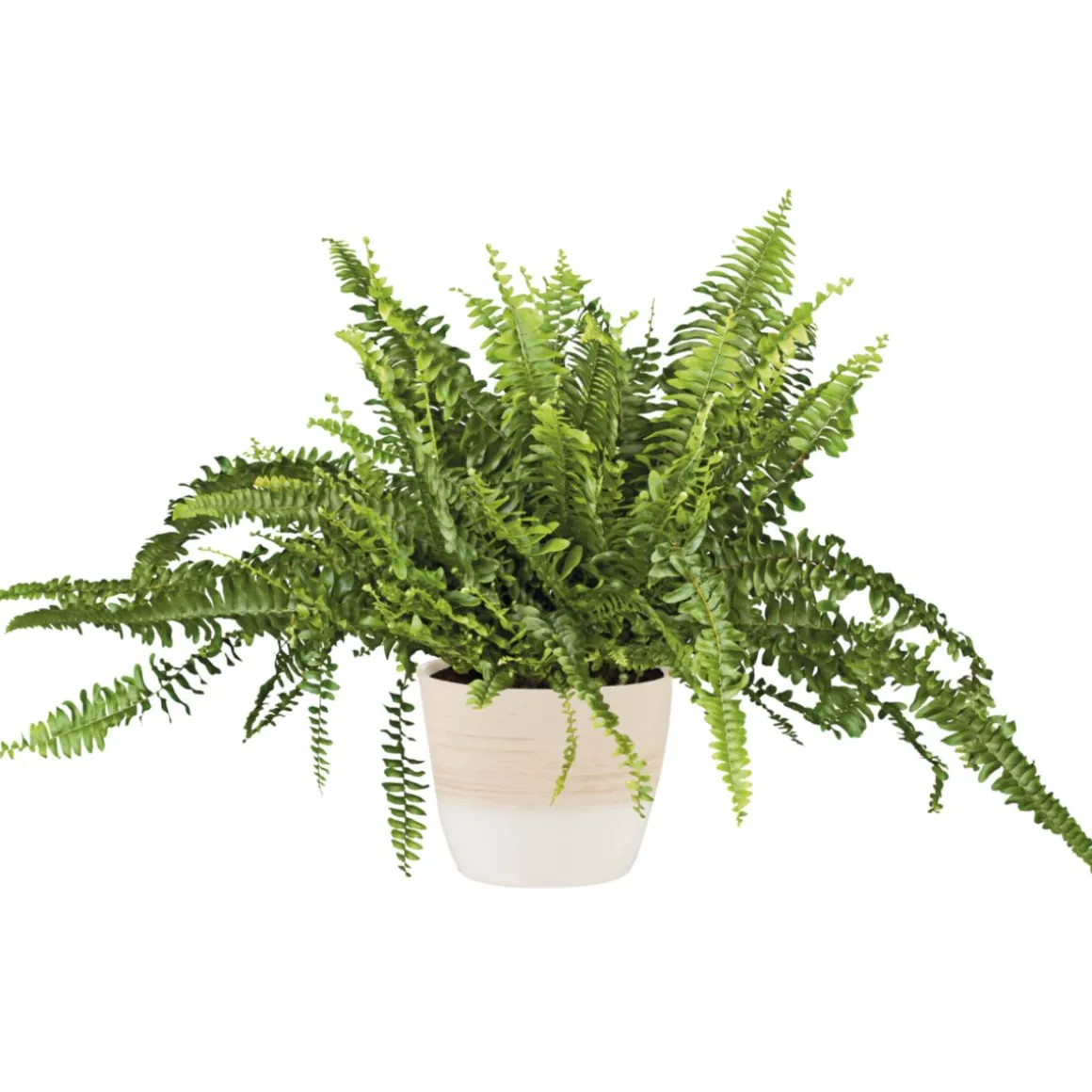 PlantiflorSchwertfarn 35-40 cm T12/13