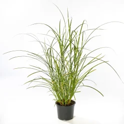 PlantiflorSolitär-Gräser Topf Durchmesser 23 cm