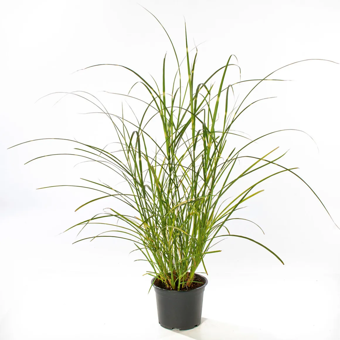 PlantiflorSolitär-Gräser Topf Durchmesser 23 cm