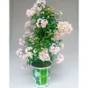 PlantiflorSommerjasmin Pyramide Topf Durchmesser 19 cm