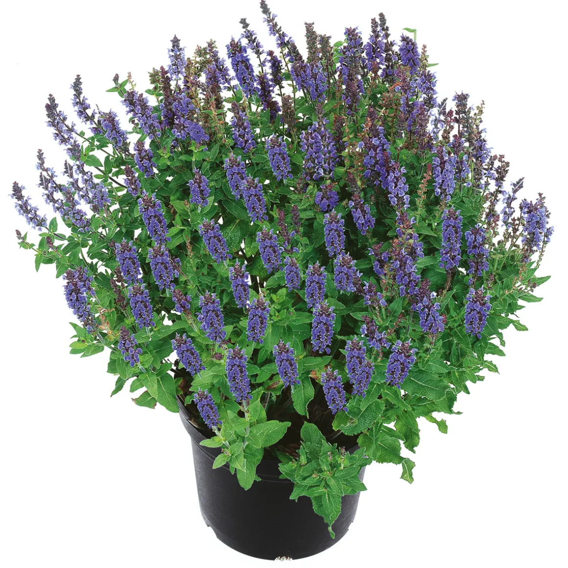 PlantiflorStauden Topf- Durchmesser 17 cm