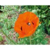 PlantiflorStaude P19 verschiedene Sorten