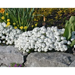 PlantiflorSteingartenstauden im Topf Durchmesser 13 cm