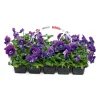 PlantiflorStiefmütterchen 10er-Pack