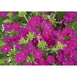 PlantiflorVerbene verschiedene Farben T13