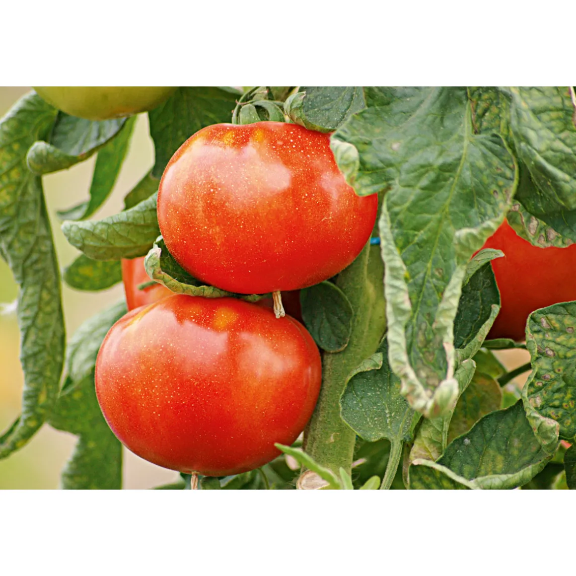 Plantiflor Veredelte Salattomate Topf Durchmesser 12 cm