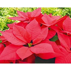 PlantiflorWeihnachtsstern Euphorbia pulcherrima ca 35 cm