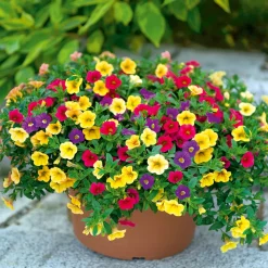 PlantiflorZauberglöckchen dreifarbig Topf Durchmesser 12 cm