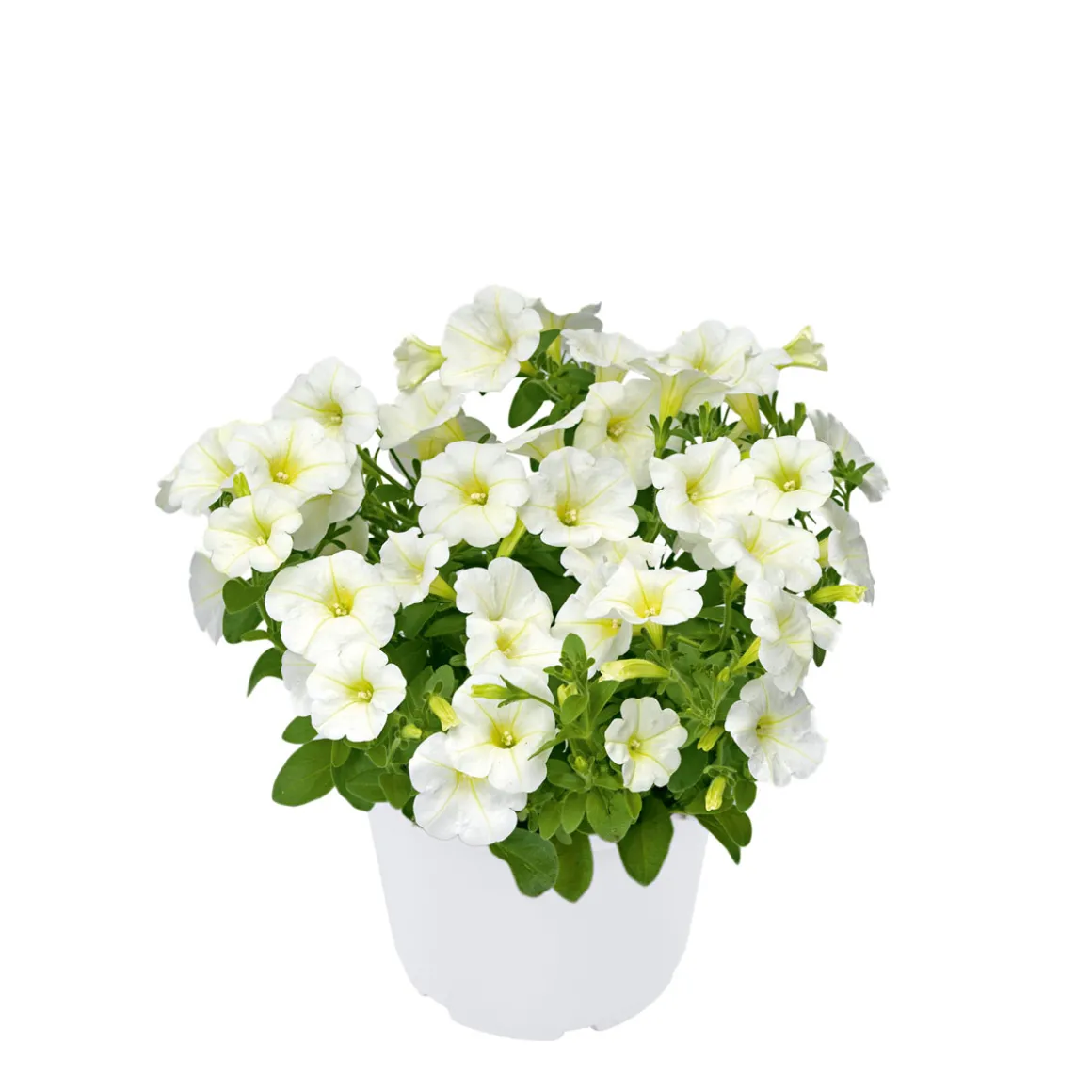PlantiflorZauberglöckchen, Topf Ø 13 cm