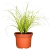 PlantiflorZiergräser Durchmesser 17 cm versch Sorten