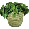 Plantiflor Zwergpfeffer grün 15-20 cm T12