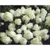 Rispenhortensie Living Creations Topf- Durchmesser 23 cm