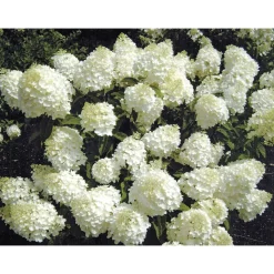 Rispenhortensie Living Creations Topf- Durchmesser 23 cm