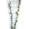 Rosenspalier 150 x 75 cm