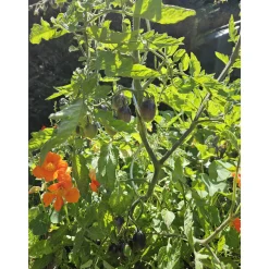 Schwarze Cocktailtomate