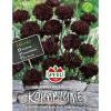 Sperli Kornblumen ngs Black Beauty