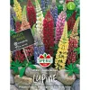 Sperli Lupinen ngs Zauberkerzen