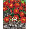 Sperli Studentenblumen Carmen