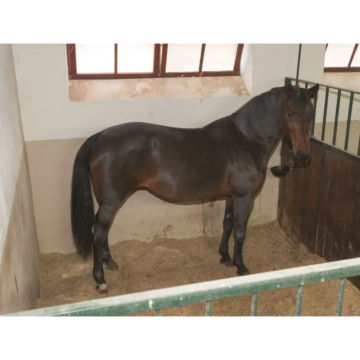 Stallüberwachungs-Kamera IPCam 2.0 schwarz