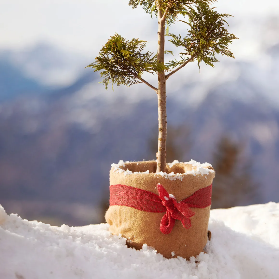 Wintersch.-Vliesmatte Jute 0,38x1,5 m